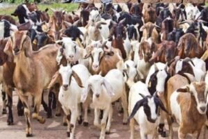 बकरी पालन