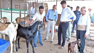 बकरी पालन