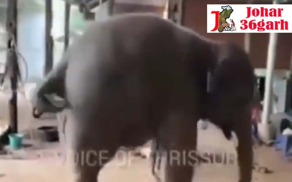 मंदिर में डांस करता हुआ क्यूट बेबी हाथी