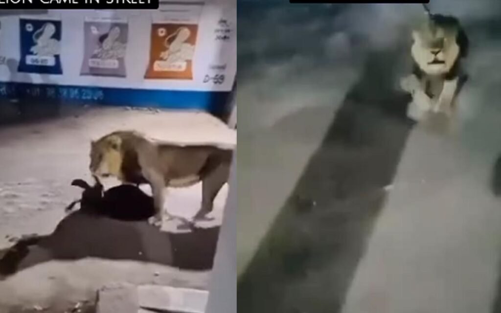 अपने शिकार को दबोचकर सड़क पार कर रहा था शेर