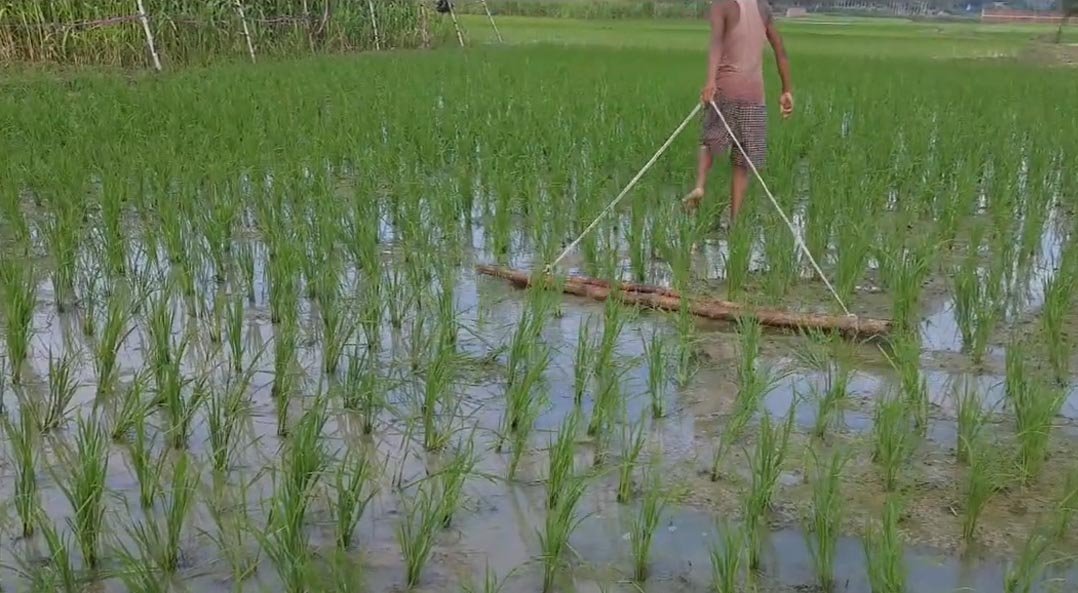 धान की फसल पर चलाएं पाटा, होगी फसल दोगुनी, जाने कैसे होगा फायदा