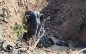 कुएं में फंसे 3 हाथी