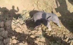 कुएं में फंसे 3 हाथी