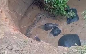 कुएं में फंसे 3 हाथी