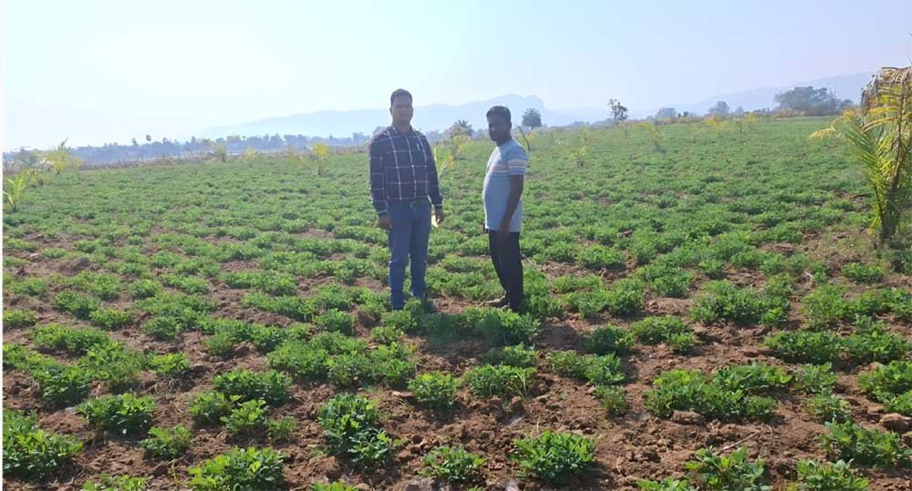 ऑयल पाम के साथ मूंगफली की अंतरवर्तीय खेती से चमकी किसान की किस्मत
